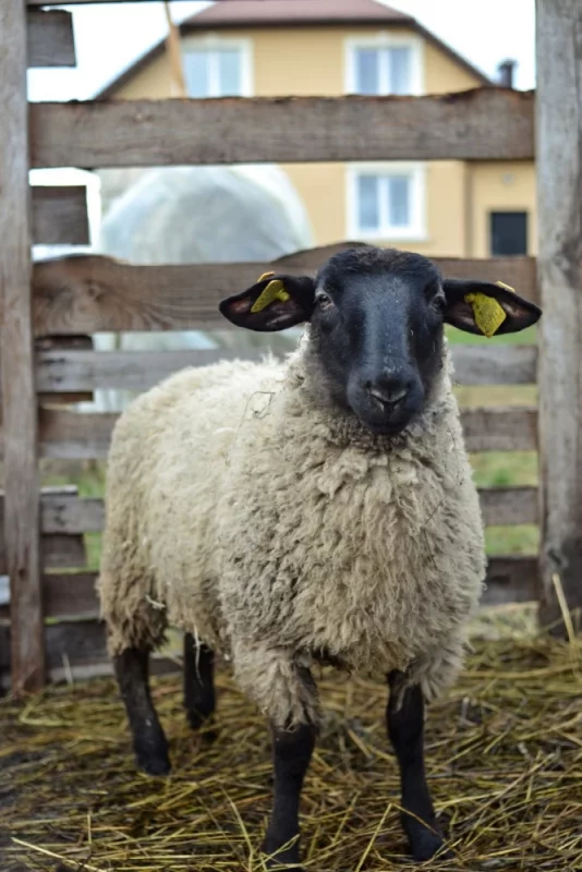 “Доила козу и плакала”. Бывшая директор “Кронон Парк Отель” о том, как прогорел ее бизнес и что помогло снова встать на ноги