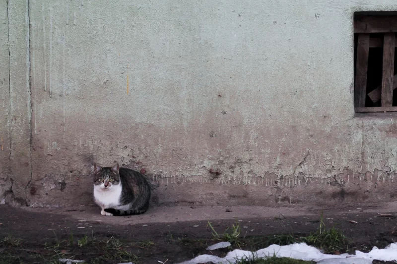 помощь бездомным котам в Гродно