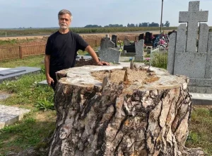 Под Лидой спилили живую 300-летнюю сосну, которая претендовала на статус памятника природы Сергей Шокало рядом со спиленной сосной. Фото: Facebook Сергея Шокало