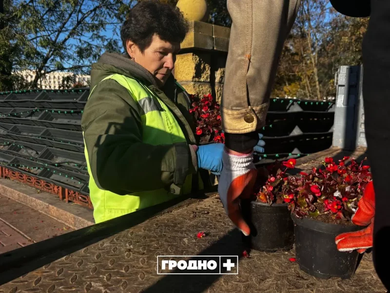 В Гродно убирают вертикальное озеленение. Фото: "Гродно Плюс"