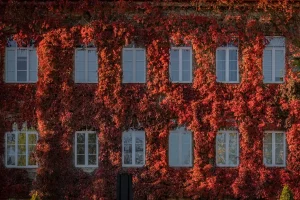 Главный корпус ГрГУ в октябре