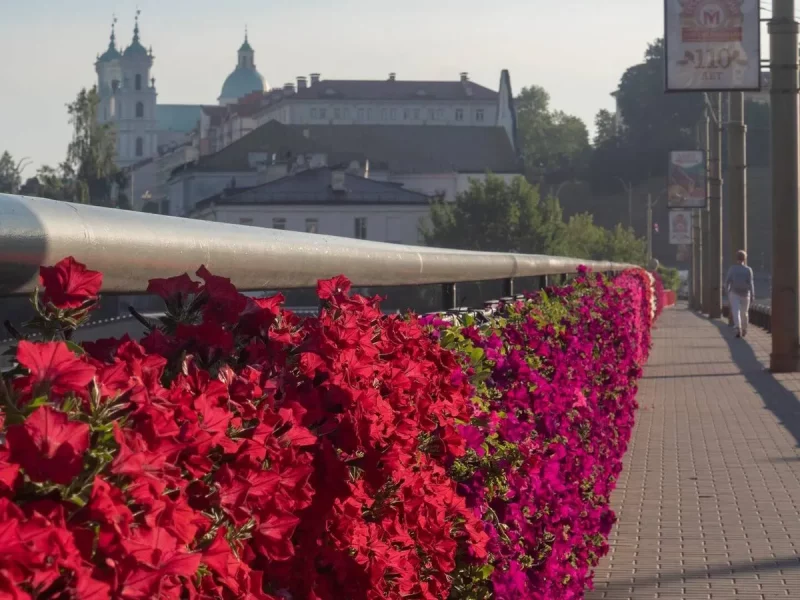 Трехъярусные стеллажи и экспериментальная теплица. Как к сезону-2025 в Гродно вырастят миллион цветов цветы на Старом мосту