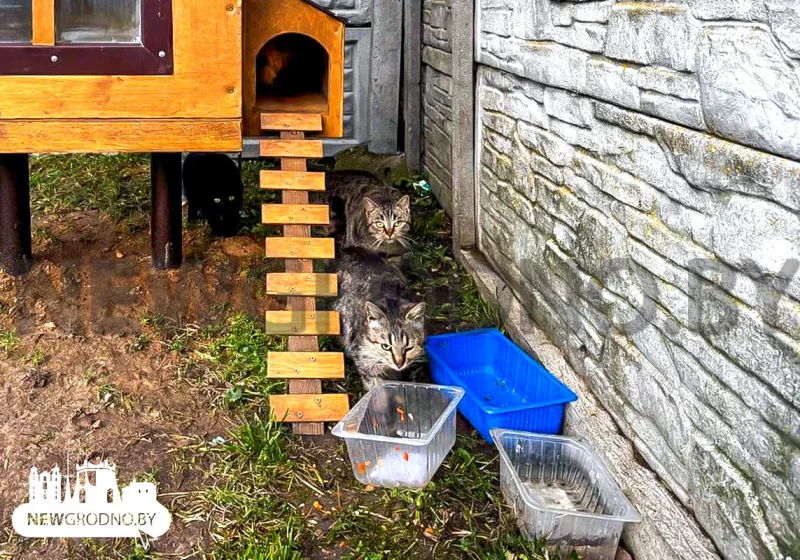 Под Гродно построили домик для бездомных котов – он похож на деревянную избушку 