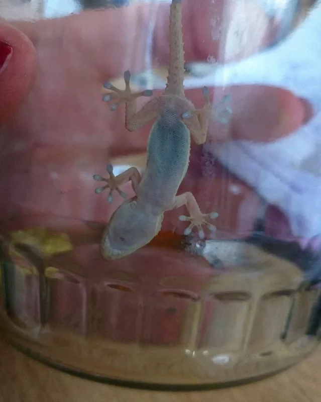 геккон из зоопарка Гродно, которого нашли в коробке с хурмой