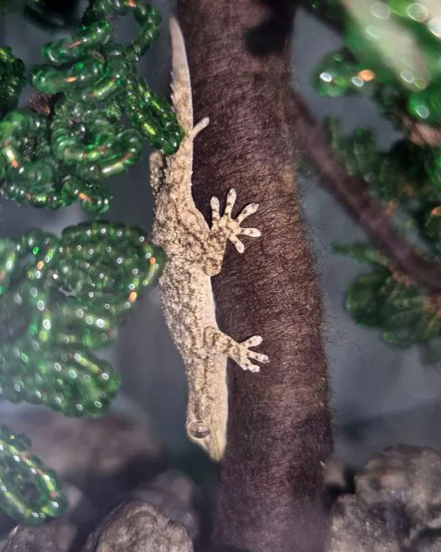 геккон из зоопарка Гродно, которого нашли в коробке с хурмой