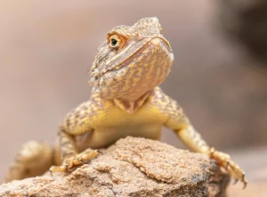 Гродненскому зоопарку передали геккона: его нашли в коробке с фруктами Ящерица.