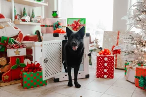собака подарки
