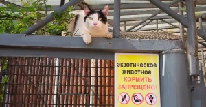 Кошка Бася в Гродненском зоопарке. Фото: Гродненский зоопарк