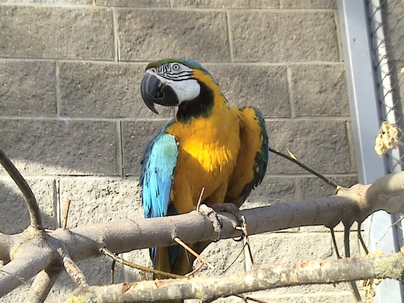 На мартышку - 600 рублей, а на зубра - 8000. Как стать опекуном животных в Гродненском зоопарке