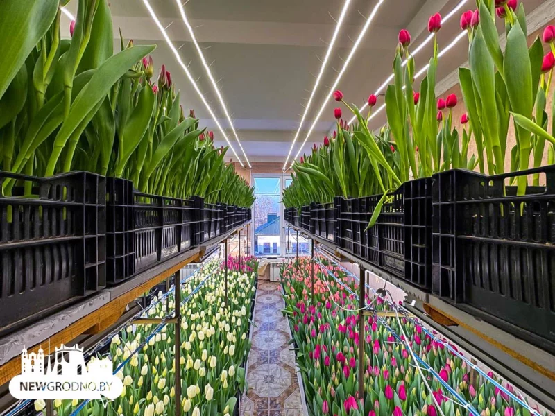 Гродзенцы вырасцілі 15 тысяч цюльпанаў на другім паверсе свайго дома