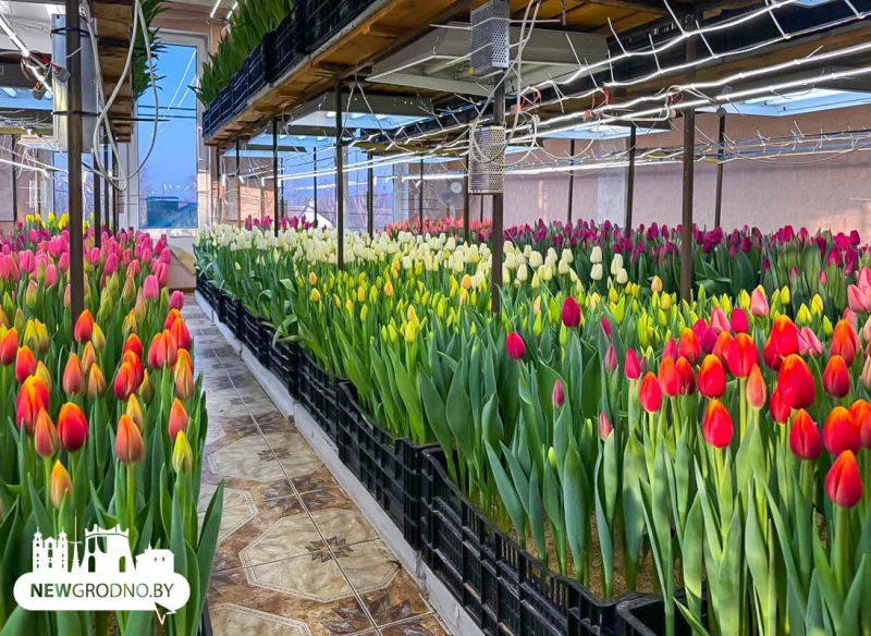 Гродзенцы вырасцілі 15 тысяч цюльпанаў на другім паверсе свайго дома