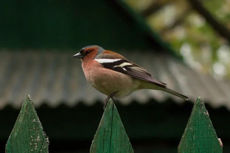 Борьба с птицами в Гродно: одно из предприятий будет их отпугивать птицы зяблик