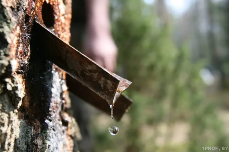 Сбор березового сока.