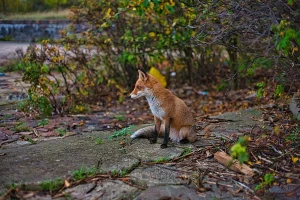 В Гродно заходит все больше лис. Специалисты объяснили почему 