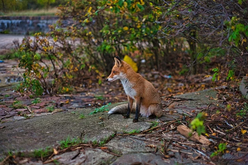 В Гродно заходит все больше лис. Специалисты объяснили почему В Гродно заходит все больше лис. Специалисты объяснили почему