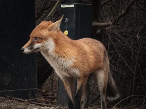 Лиса в Гродно