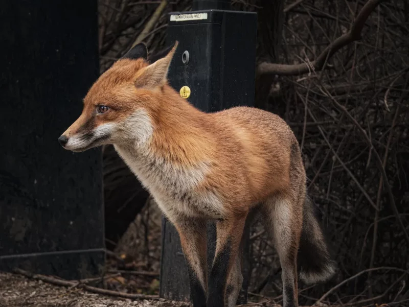 Лиса в Гродно