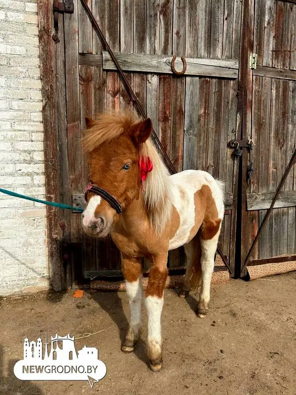 Гродненке на 8 марта подарили пони — это была ее давняя мечта