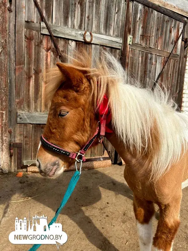 Гродненке на 8 марта подарили пони — это была ее давняя мечта