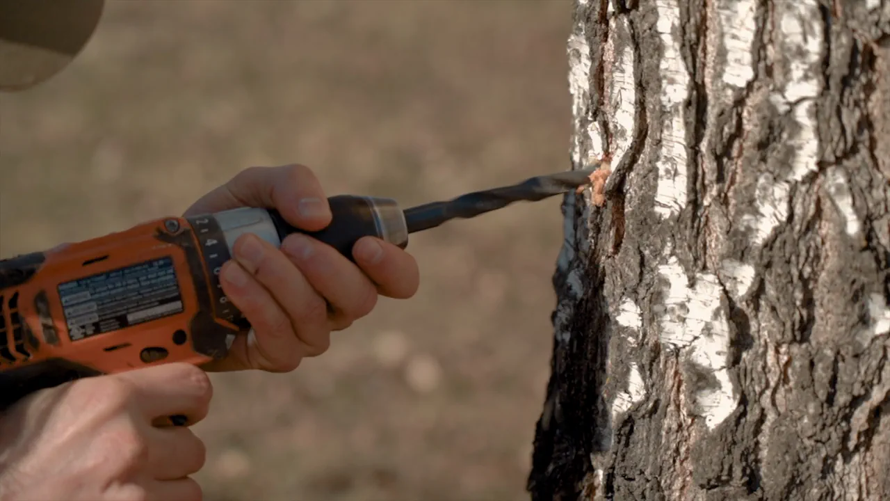 Добыча березового сока. Фото: Hrodna.life / MOST