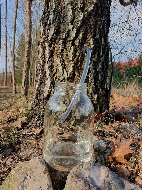 собирают березовый сок в марте апреле