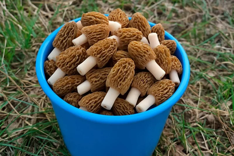 Гродненцы открыли грибной сезон. Где в области искать сморчки и другие грибы? 