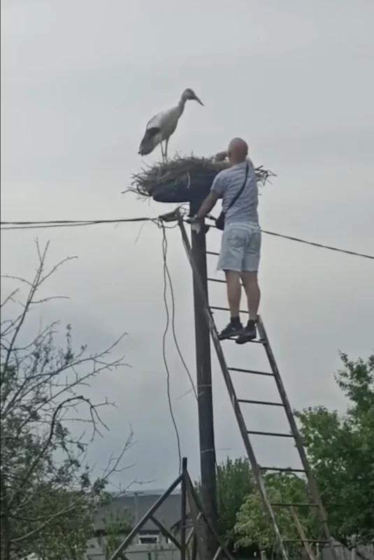 Беларус выратаваў бусляня і выклікаў хвалю спрэчак. Ці можна вяртаць птушанят у гняздо?