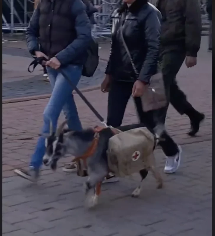 В праздновании Дня победы задействуют животных. Участвует и коза из Гродненского зоопарка 