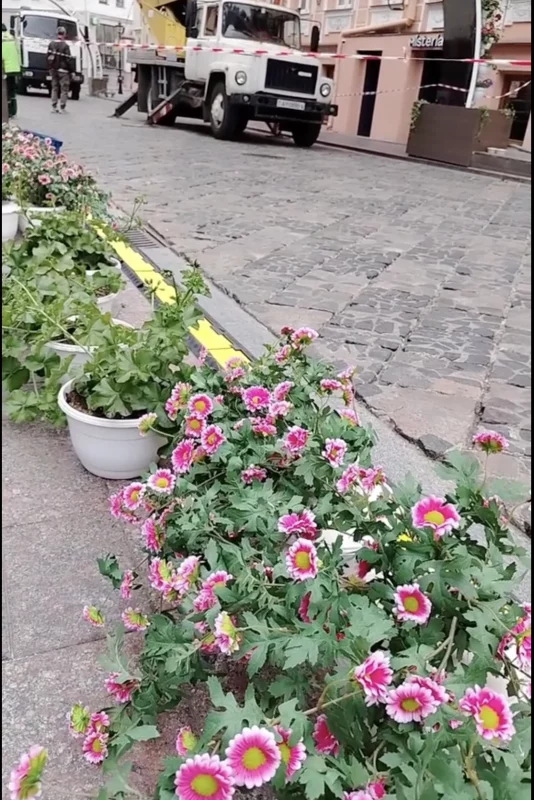 Арки на Советской уже украсили цветами — горожане сравнивают улицу с «маленькой Голландией»