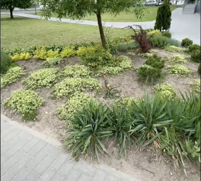 В Гродно на одной из клумб вырос ананас 