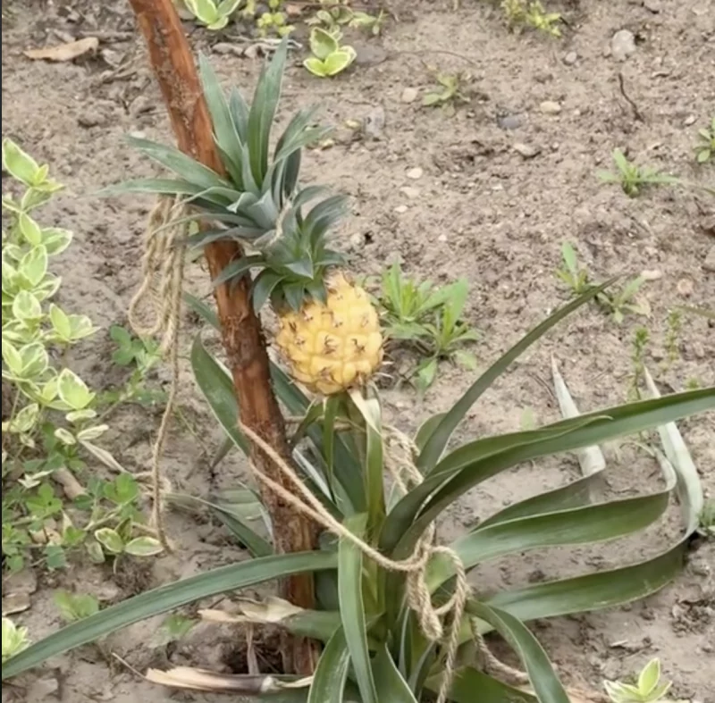 В Гродно на одной из клумб вырос ананас 