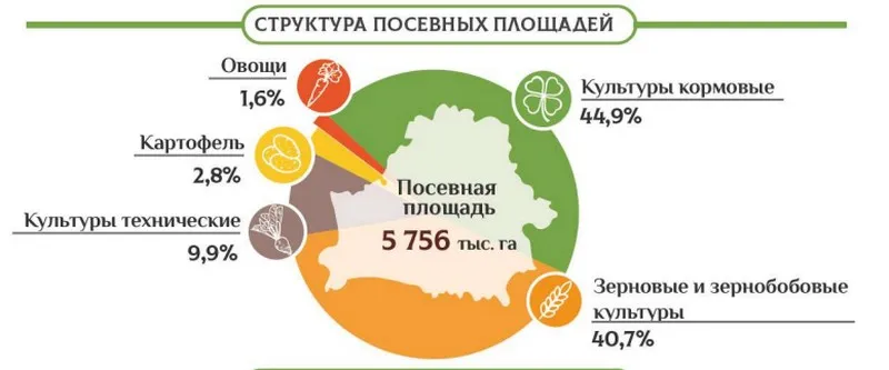 Чем засевают поля в Беларуси