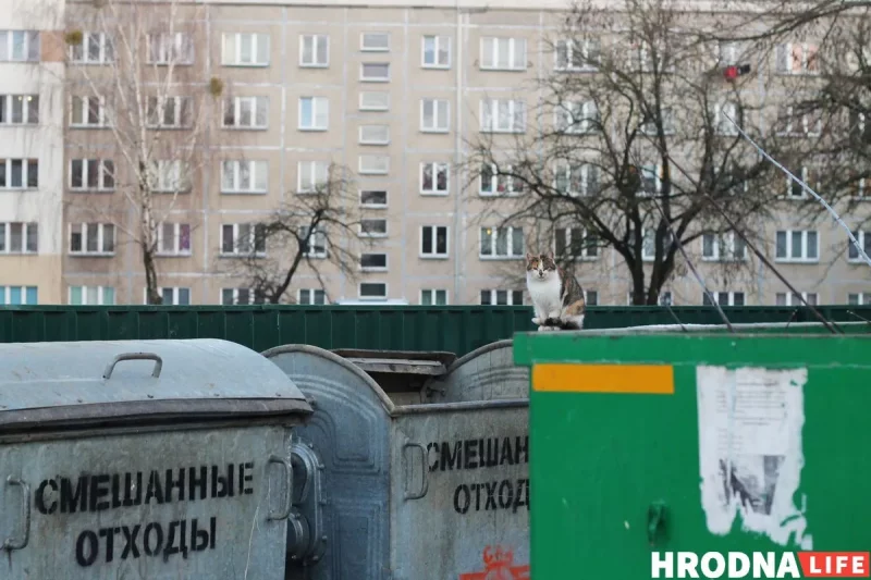 Бездомный кот в Гродно. Фото: Hrodna.life