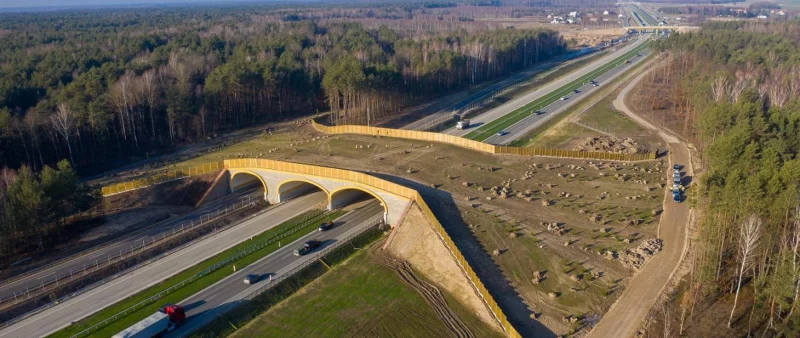 Гродненские власти оградят трассы от диких животных. Предыдущие попытки оказались неэффективными 