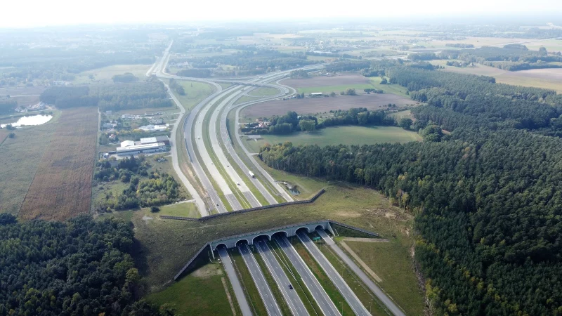 Гродненские власти оградят трассы от диких животных. Предыдущие попытки оказались неэффективными 