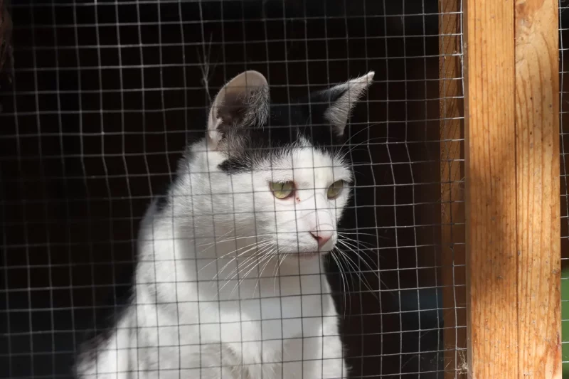 бездомные животные в Польше