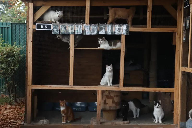 приют для животных в Польше