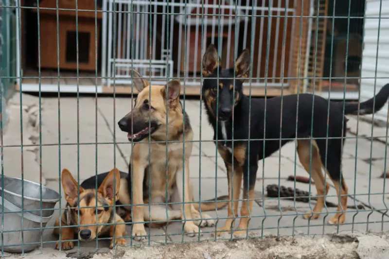 приют для собак в Польше