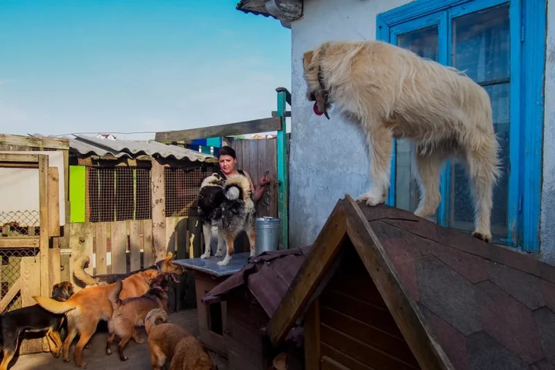 Собаки в приюте «Преданное сердце» в Гродно, 2018 год. Фото: Катажина Левдацкая