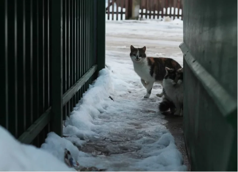 Бездомные коты в Гродно