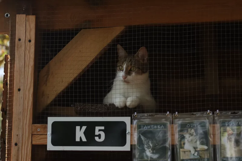 приют для котов в Польше