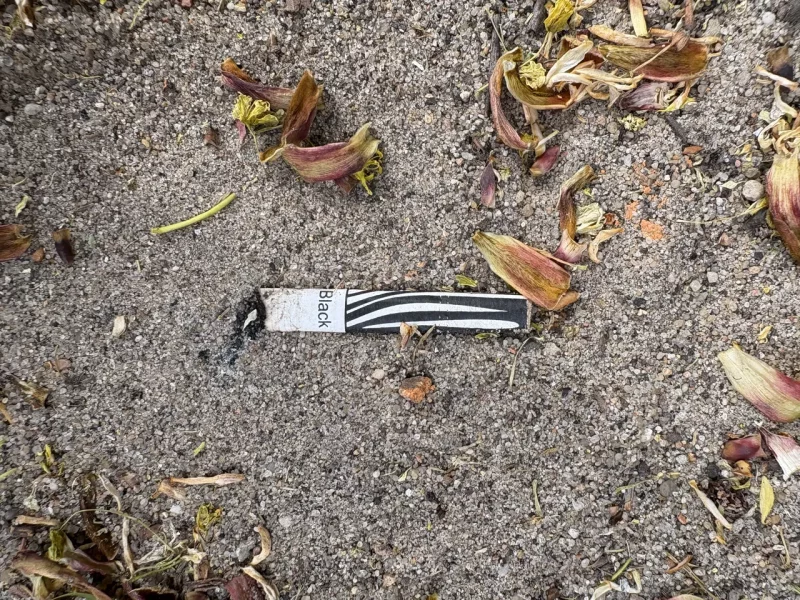 Бычок контрабандных белорусских сигарет NZ Black на улице в Бяла-Подляске.