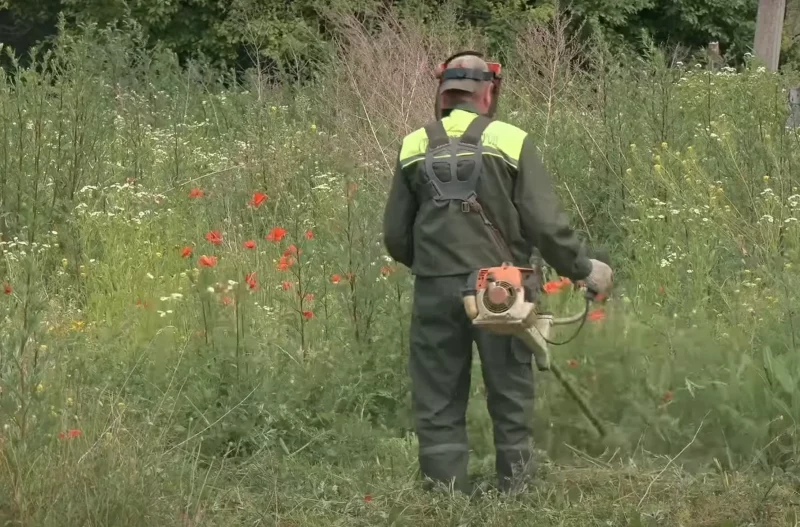 В Гродно нашли поле с маком и попытались обвинить местных жителей - все из-за новых правил о косьбе возле частных домов