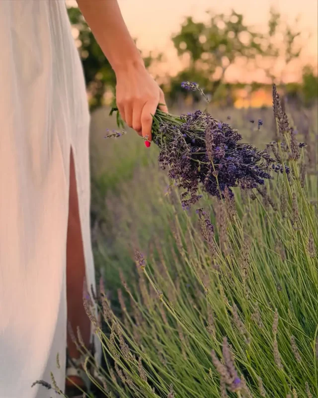 Лавандовый сезон в Гродно и области: куда сходить и где сделать фото? 