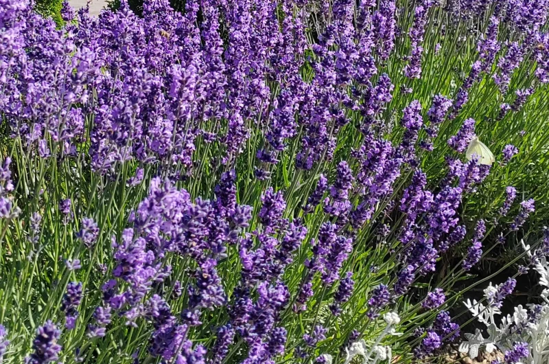 Лавандовый сезон в Гродно и области: куда сходить и где сделать фото? 