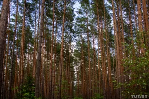 Лес около деревни Калеты, 2020 год. Фото: TUT.BY