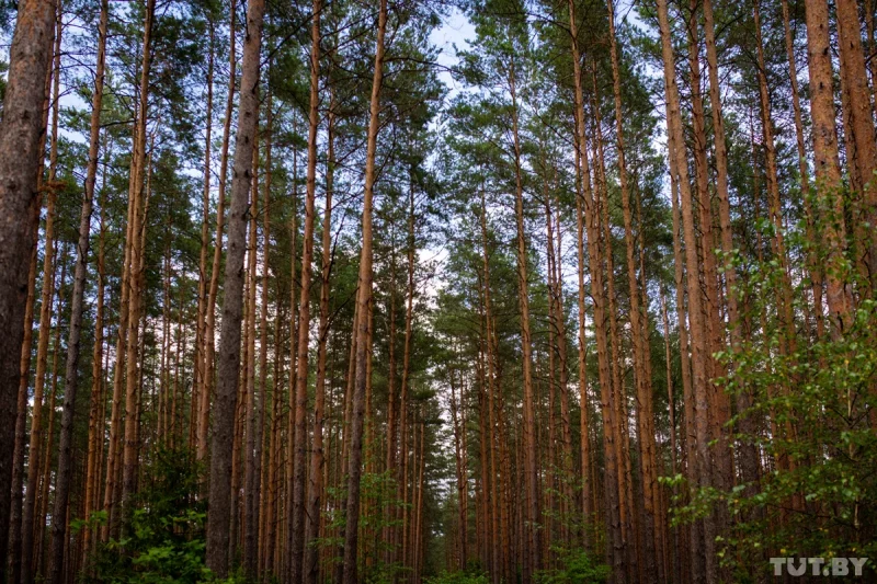 Лес около деревни Калеты, 2020 год. Фото: TUT.BY