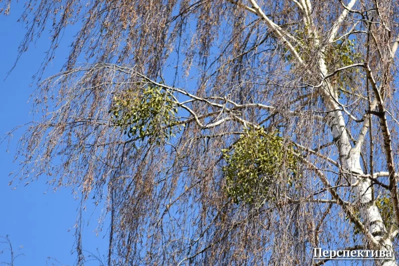 Дрэваў будзе яшчэ менш? Навукоўцы і азеляніцелі абмяркоўваюць, што рабіць з распаўсюджваннем амелы ў Гродне
