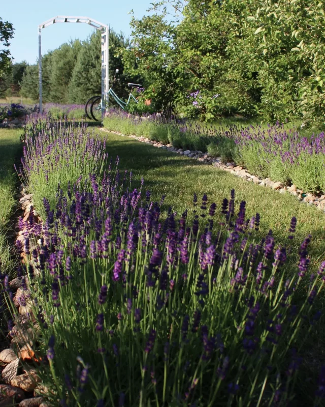 Лавандовый сезон в Гродно и области: куда сходить и где сделать фото? 