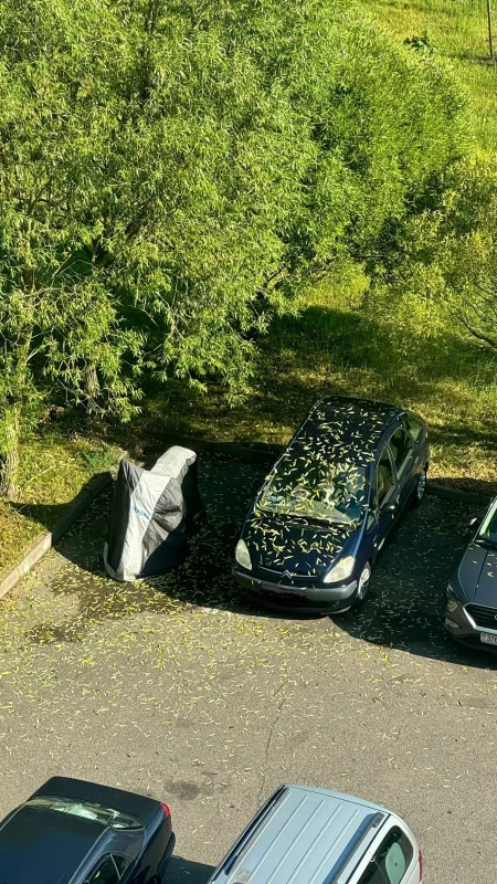 В Гродно листья деревьев пожелтели и осыпались. Горожане ищут причину 